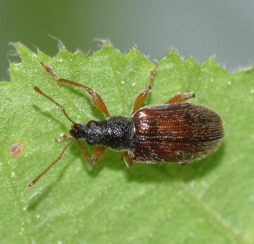 Réf. 273 108 : Phyllobius oblongus